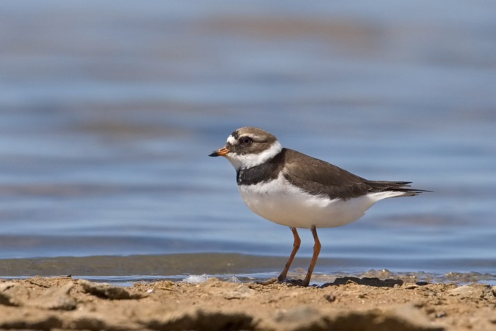 Sandregenpfeifer Charadrius hiaticula Great Ringed Plover